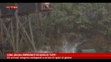 21/11/2012 - Cina, maiali impegnati in gara di tuffi