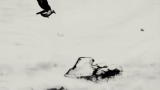 27/11/2012 - BLANCANIEVES - il trailer