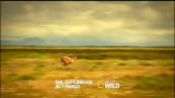 28/01/2013 - Nat Geo Wild - Big Cat Week