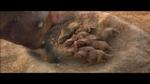 04/05/2013 - WALKING WITH DINOSAURS 3D - il trailer