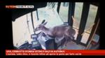 16/05/2013 - USA, cerbiatto sfonda vetro e sale su autobus