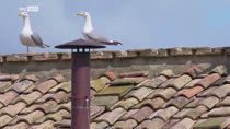 Conclave, gabbiani protagonisti su tetto Cappella Sistina