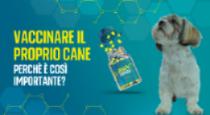 Vaccinare il proprio cane: perchè è così importante?
