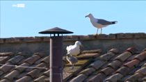 I gabbiani accanto al comignolo durante la fumata bianca