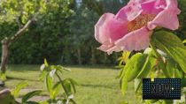 NOW, il test delle foto di realme 14