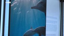 The Living Sea, in mostra a Milano le foto di Hussain Aga Khan