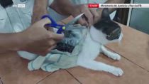 Costa Rica, catturato gatto che trasportava droga