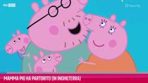 VIDEO Mamma Pig ha partorito (in Inghilterra)