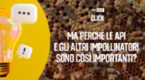 Perchè le api sono così importanti?