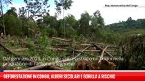 Deforestazione in Congo, alberi secolari e gorilla a rischio