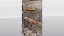 L'Aquila, femmina di cervo gira per le vie di Villalago