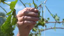Grandinate nel Torinese, Confagricoltura stima 3 mln danni