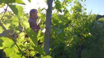 Report sulle vigne urbane, Italia è Paese che ne ha di più