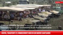 Kenya, trasferiti 21 rinoceronti neri in un nuovo santuario 