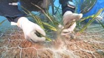 Foresta blu, progetto per curare il polmone del mediterraneo