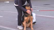 Ddl tutela animali, pene per abbandono e maltrattamenti