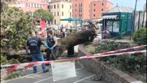 Albero crollato a Venezia, gravi le condizioni di una 39enne