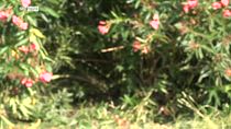 Giallo villa Pamphili, bimba morta da 24h; donna da 5 giorni