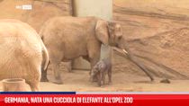 Germania, nata una cucciola di elefante all'Opel Zoo