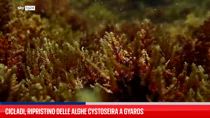 Cicladi, ripristino delle alghe Cystoseira a Gyaros