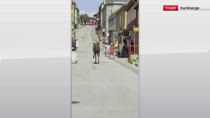 Norvegia, un alce corre in mezzo alla strada a Roros