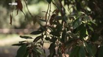 Il giallo di villa Pamphilj, le identità del presunto killer