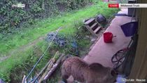 Uk, orsi in fuga si addormentano dopo aver mangiato miele
