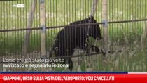 Giappone, orso sulla pista dell'aeroporto: voli cancellati
