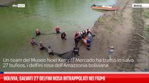 Bolivia, salvati 27 delfini rosa intrappolati nei fiumi