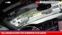 Usa, cucciolo di cervo tenta di irrompere in un carcere