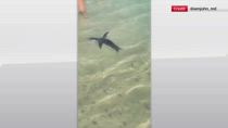 Un pinguino di Magellano tra i bagnanti a Rio De Jainero