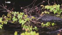 Due italiani ad Alligator Alcatraz, il centro per migranti voluto da Trump in Florida