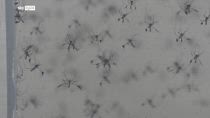 Virus West Nile, Ministero della Salute diffonde linee guida