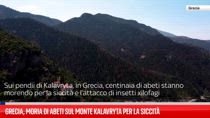 Grecia, moria di abeti sul monte Kalavryta per la siccità