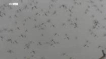 West Nile virus, aumentano i casi in Italia, esperti: protezione contro le zanzare