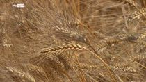 Dal 27 al 29 luglio ad Addis Abeba il secondo vertice sui sistemi alimentari dell'Onu