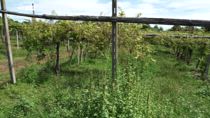 Popillia japonica, il coleottero che attacca i vigneti nel Nord Italia