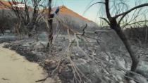 Incendio Villasimius, alberi bruciati dal rogo in Sardegna