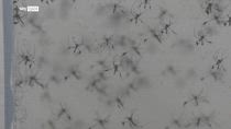 West Nile, primo decesso in Campania