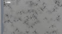 West Nile, secondo decesso in Campania, 5 in tutto nel 2025