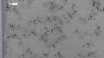 West Nile, terza vittima nel Lazio