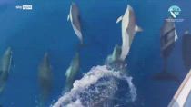 Delfini con cuccioli avvistati nel Golfo dell'Asinara