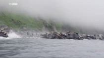 Scossa in Kamchatka, leoni marini si gettano in mare