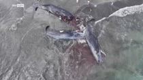 Giappone, drone riprende 4 carcasse di balene spiaggiate