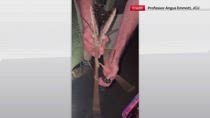 Australia, scoperto insetto stecco di 44 grammi
