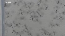 West Nile, infettivologa: 