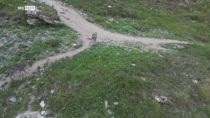 Valle d'Aosta, le immagini dei lupi in val di Rhêmes
