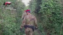 Scoperta piantagione di marijuana in Calabria, due arresti