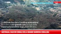 Australia, calo dei coralli della grande barriera corallina 