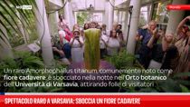 Spettacolo raro a Varsavia: sboccia il fiore cadavere